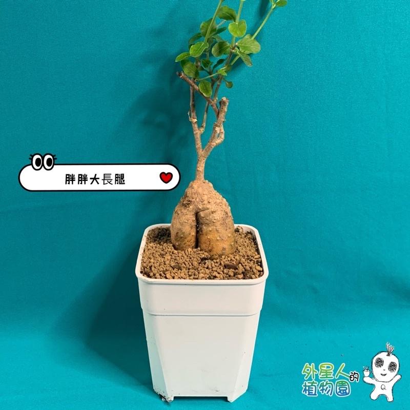 【外星人的植物園】火星人 塊根 多肉 現貨【滿額免運】-細節圖4