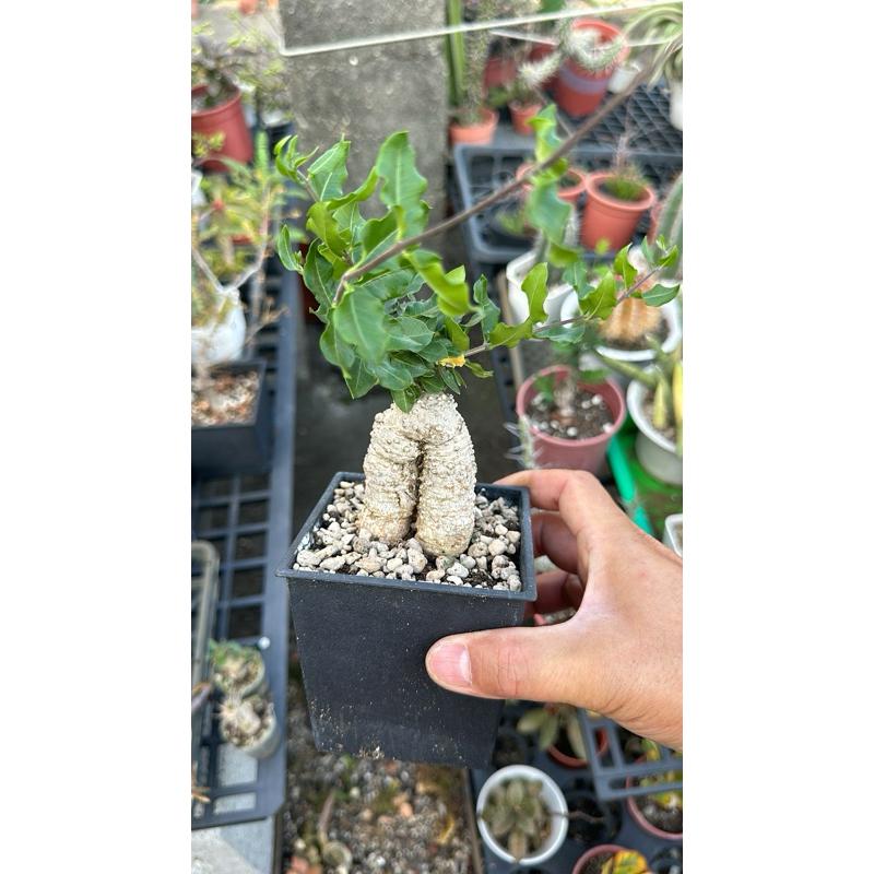 【外星人的植物園】火星人 塊根 多肉 現貨【滿額免運】-細節圖5