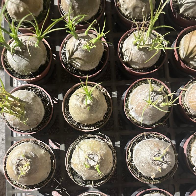 【外星人的植物園】酒瓶蘭 仙人掌 虎尾蘭 龍舌蘭 塊根 大戟 盆栽 植物 現貨【滿額免運】-細節圖2