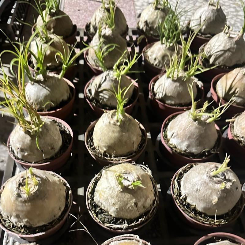【外星人的植物園】酒瓶蘭 仙人掌 虎尾蘭 龍舌蘭 塊根 大戟 盆栽 植物 現貨【滿額免運】-細節圖3