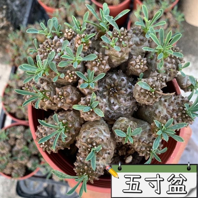 現貨【滿額免運】峨眉山 三吋盆 塊根 多肉 【外星人的植物園】-細節圖2