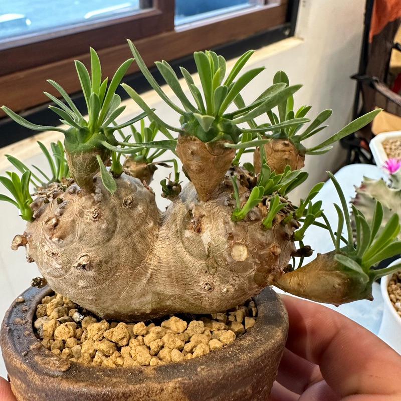現貨【滿額免運】峨眉山 三吋盆 塊根 多肉 【外星人的植物園】-細節圖3