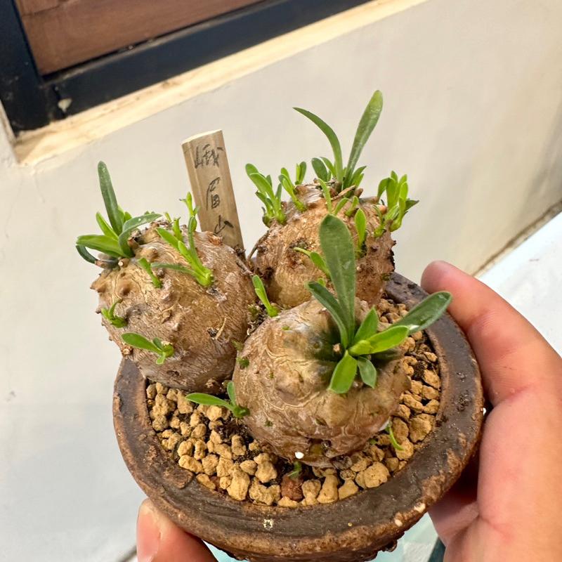 現貨【滿額免運】峨眉山 三吋盆 塊根 多肉 【外星人的植物園】-細節圖4