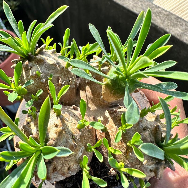 現貨【滿額免運】峨眉山 三吋盆 塊根 多肉 【外星人的植物園】-細節圖5