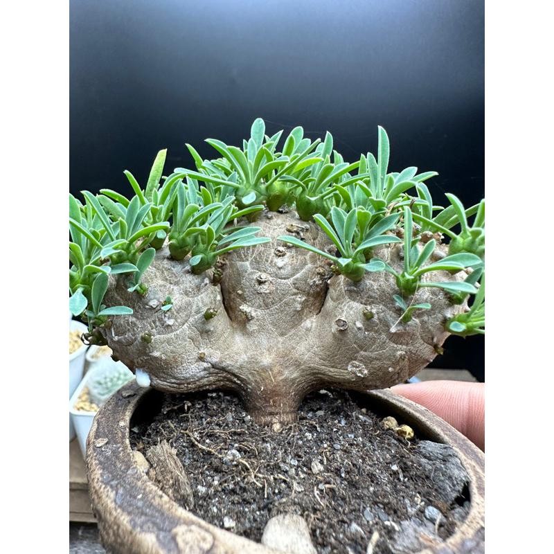 現貨【滿額免運】峨眉山 三吋盆 塊根 多肉 【外星人的植物園】-細節圖6