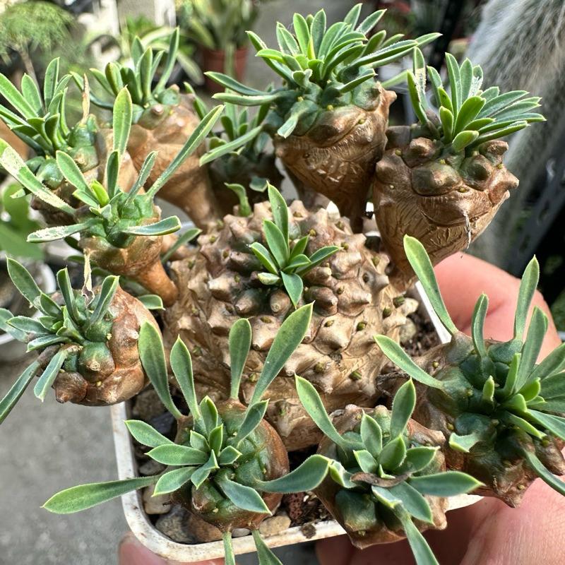 現貨【滿額免運】峨眉山 三吋盆 塊根 多肉 【外星人的植物園】-細節圖7