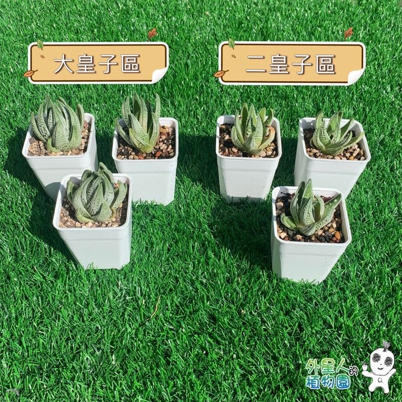 皇帝 蘆薈科  多肉 【外星人的植物園】-細節圖2
