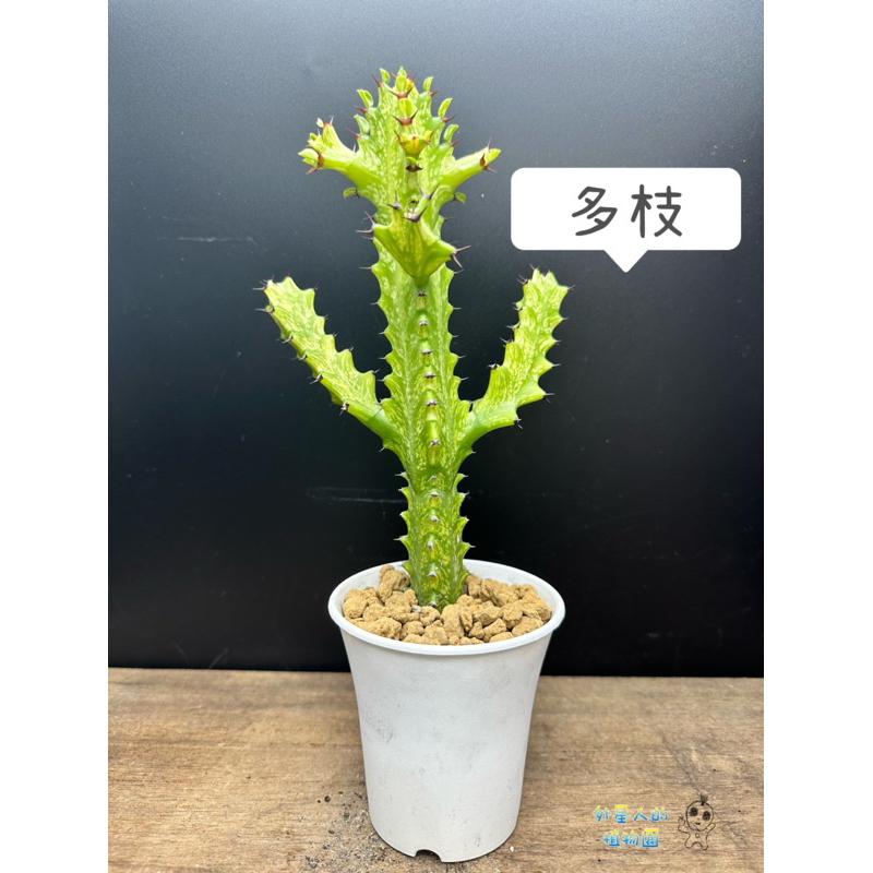 【外星人的植物園】龍骨木錦  仙人掌 擋煞 防小人 現貨【滿額免運】-細節圖2