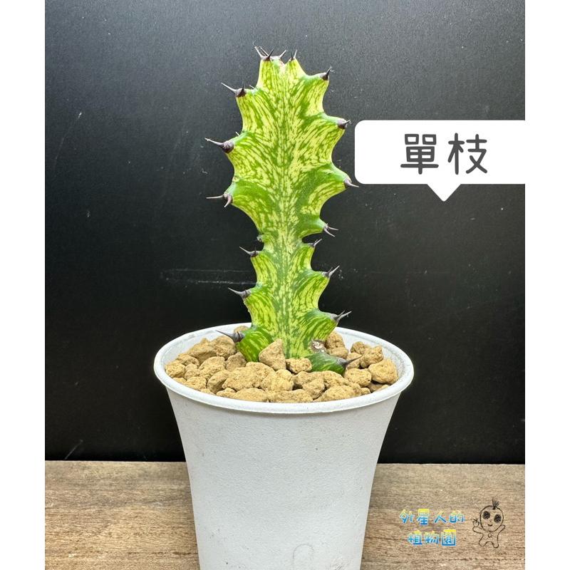 【外星人的植物園】龍骨木錦  仙人掌 擋煞 防小人 現貨【滿額免運】-細節圖3