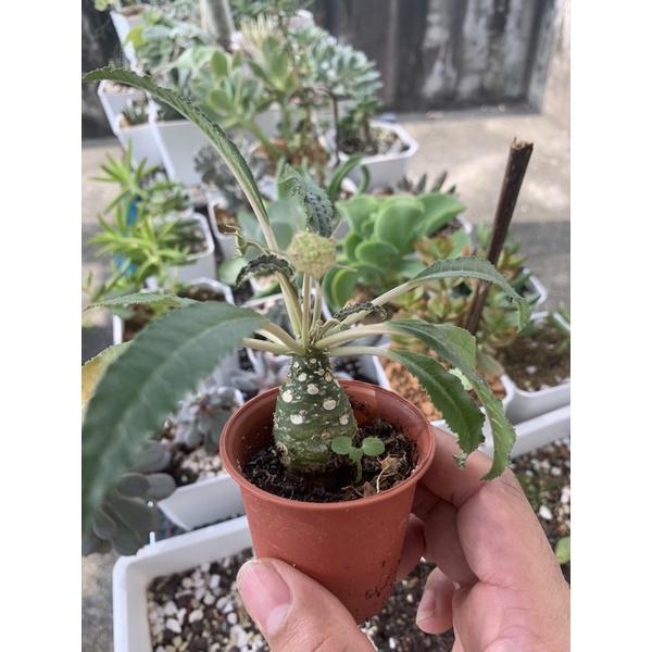 【外星人的植物園】琉桑 圓葉琉桑 仙人掌 虎尾蘭 龍舌蘭 塊根 大戟 盆栽 植物 現貨【滿額免運】-細節圖2