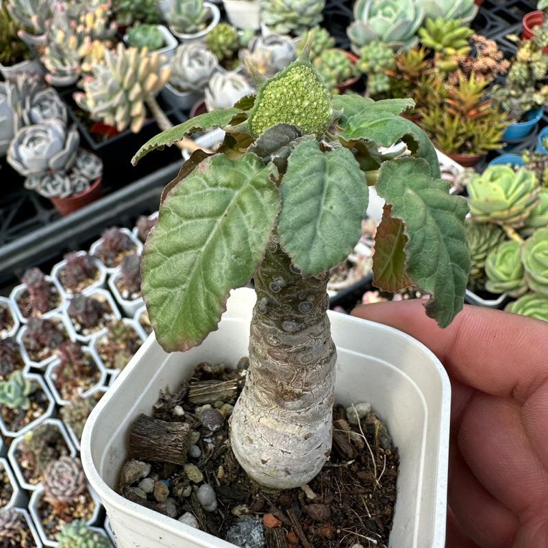 【外星人的植物園】琉桑 圓葉琉桑 仙人掌 虎尾蘭 龍舌蘭 塊根 大戟 盆栽 植物 現貨【滿額免運】-細節圖3