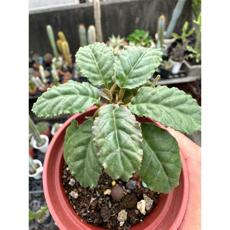 【外星人的植物園】琉桑 圓葉琉桑 仙人掌 虎尾蘭 龍舌蘭 塊根 大戟 盆栽 植物 現貨【滿額免運】-細節圖4