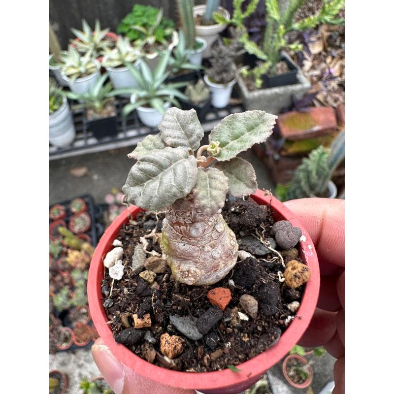 【外星人的植物園】琉桑 圓葉琉桑 仙人掌 虎尾蘭 龍舌蘭 塊根 大戟 盆栽 植物 現貨【滿額免運】-細節圖5