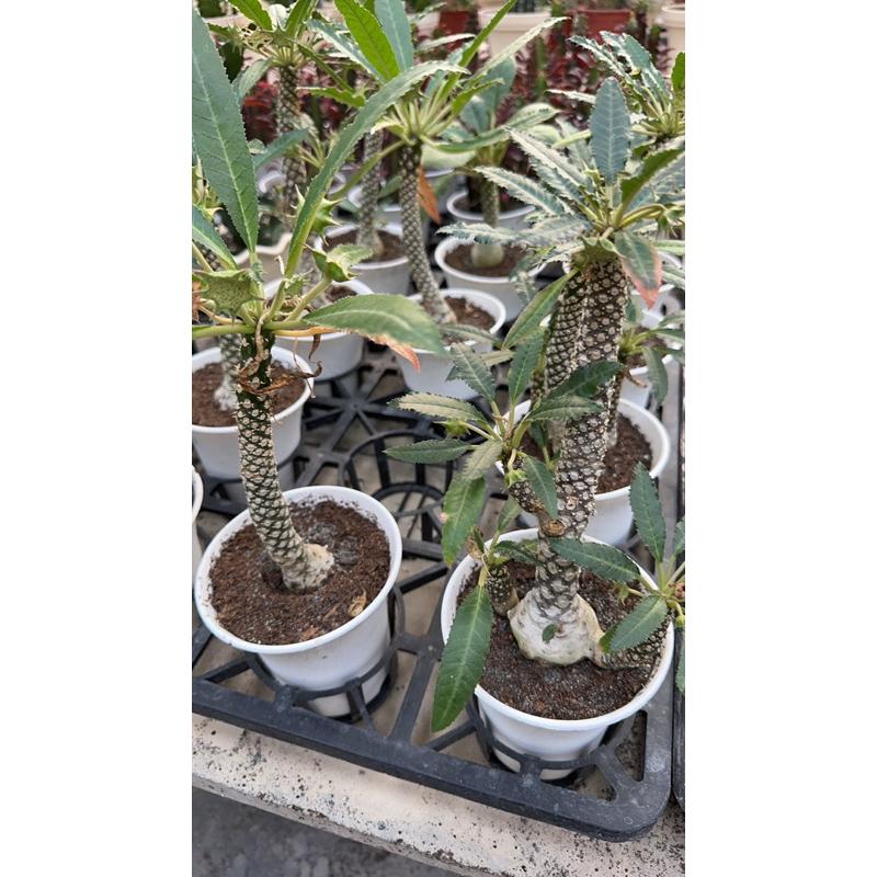 【外星人的植物園】琉桑 圓葉琉桑 仙人掌 虎尾蘭 龍舌蘭 塊根 大戟 盆栽 植物 現貨【滿額免運】-細節圖6
