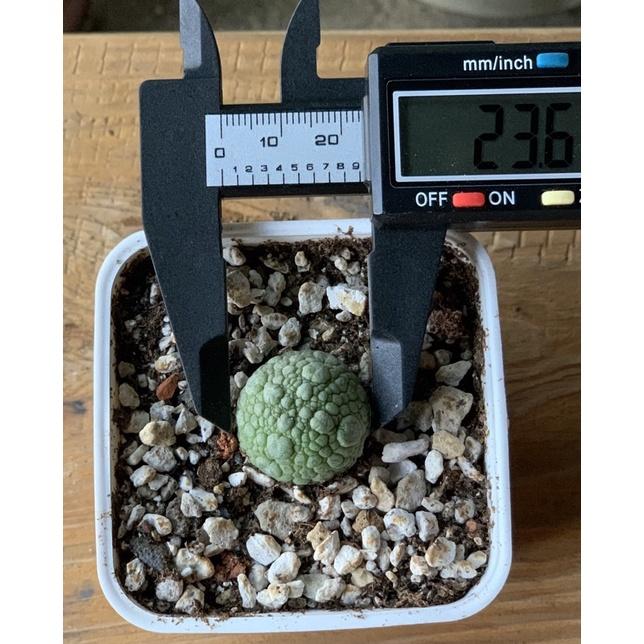 現貨【滿額免運】電子游標卡尺 【外星人的植物園】-細節圖2