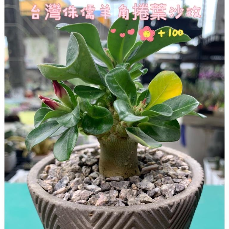 【外星人的植物園】 斑葉阿拉伯沙漠玫瑰 斑葉 侏儒 開花植物 仙人掌 虎尾蘭 龍舌蘭 塊根 大戟 現貨【滿額免運】-細節圖2