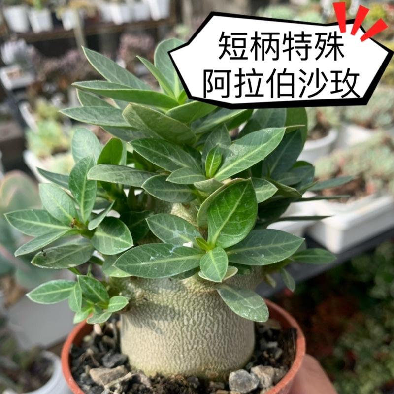 【外星人的植物園】 斑葉阿拉伯沙漠玫瑰 斑葉 侏儒 開花植物 仙人掌 虎尾蘭 龍舌蘭 塊根 大戟 現貨【滿額免運】-細節圖3