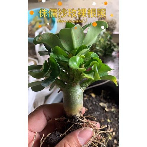【外星人的植物園】 斑葉阿拉伯沙漠玫瑰 斑葉 侏儒 開花植物 仙人掌 虎尾蘭 龍舌蘭 塊根 大戟 現貨【滿額免運】-細節圖4