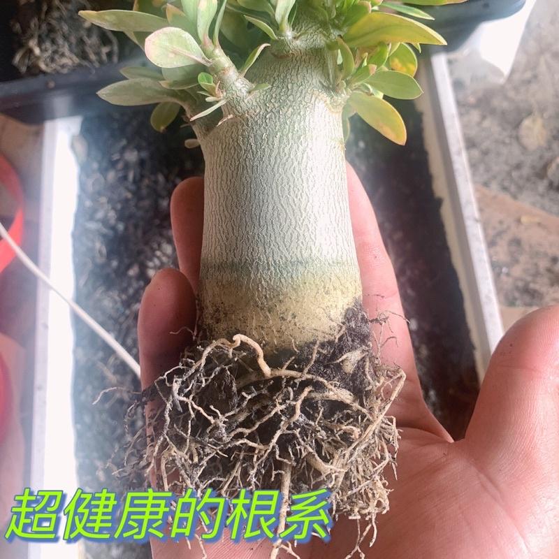 【外星人的植物園】 斑葉阿拉伯沙漠玫瑰 斑葉 侏儒 開花植物 仙人掌 虎尾蘭 龍舌蘭 塊根 大戟 現貨【滿額免運】-細節圖5