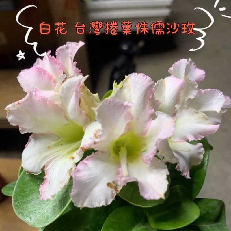 【外星人的植物園】 斑葉阿拉伯沙漠玫瑰 斑葉 侏儒 開花植物 仙人掌 虎尾蘭 龍舌蘭 塊根 大戟 現貨【滿額免運】-細節圖6