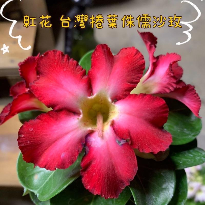 【外星人的植物園】 斑葉阿拉伯沙漠玫瑰 斑葉 侏儒 開花植物 仙人掌 虎尾蘭 龍舌蘭 塊根 大戟 現貨【滿額免運】-細節圖7