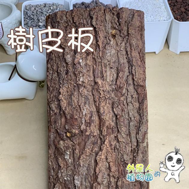 現貨【滿額免運】松樹板 樹皮板 杉木板 鹿角蕨 板材 背景 蘭花 空氣鳳梨【外星人的植物園】-細節圖2