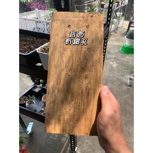 現貨【滿額免運】松樹板 樹皮板 杉木板 鹿角蕨 板材 背景 蘭花 空氣鳳梨【外星人的植物園】-細節圖4