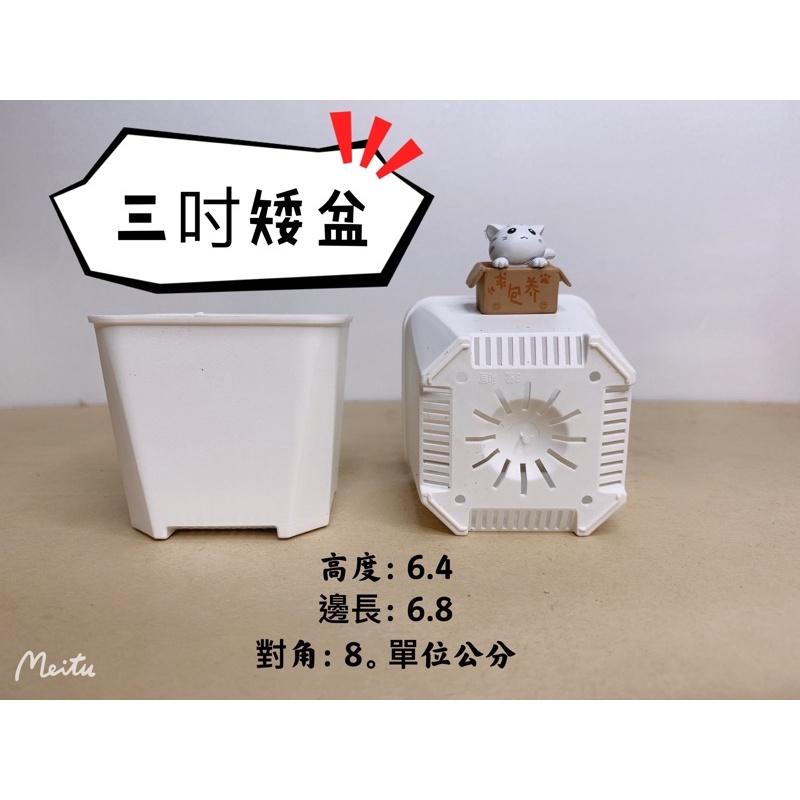 現貨【滿額免運】透氣盆 三吋 四吋  多肉 仙人掌 塊根 萬用盆 盆器 【外星人的植物園】-細節圖5