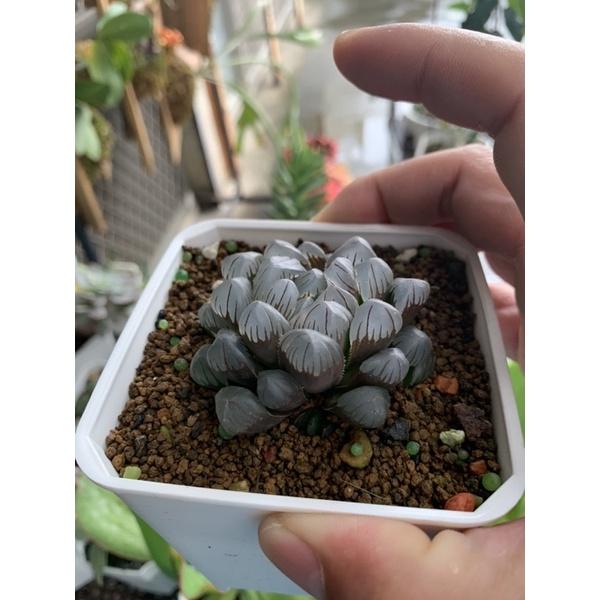 現貨【滿額免運】透氣盆 三吋 四吋  多肉 仙人掌 塊根 萬用盆 盆器 【外星人的植物園】-細節圖6