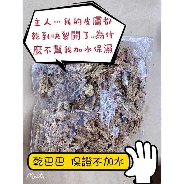 現貨 智利進口水苔 鹿角蕨 蘭花 苔球 培養 介質 觀葉 植物-細節圖2