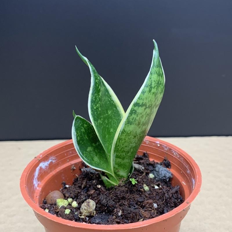 現貨【滿額免運】黑金剛虎尾蘭 金邊 室內植物首選 淨化空氣 虎尾蘭 觀葉植物 【外星人的植物園】-細節圖2