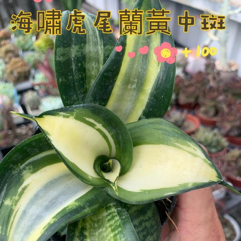 現貨【滿額免運】海嘯虎尾蘭 虎尾蘭 白中斑 淨化空氣 室內植物 【外星人的植物園】 辦公室-細節圖2