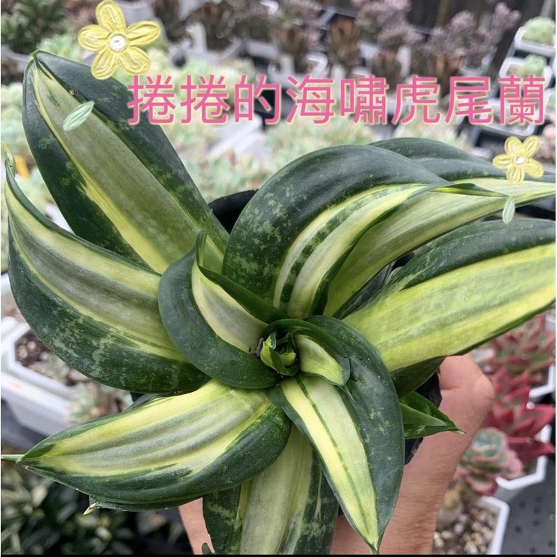 現貨【滿額免運】海嘯虎尾蘭 虎尾蘭 白中斑 淨化空氣 室內植物 【外星人的植物園】 辦公室-細節圖3