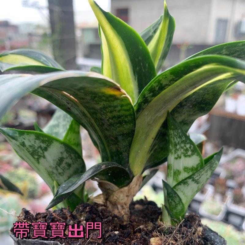 現貨【滿額免運】海嘯虎尾蘭 虎尾蘭 白中斑 淨化空氣 室內植物 【外星人的植物園】 辦公室-細節圖4