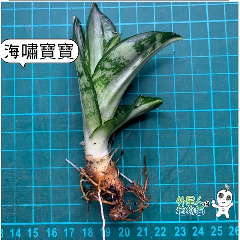 現貨【滿額免運】海嘯虎尾蘭 虎尾蘭 白中斑 淨化空氣 室內植物 【外星人的植物園】 辦公室-細節圖5