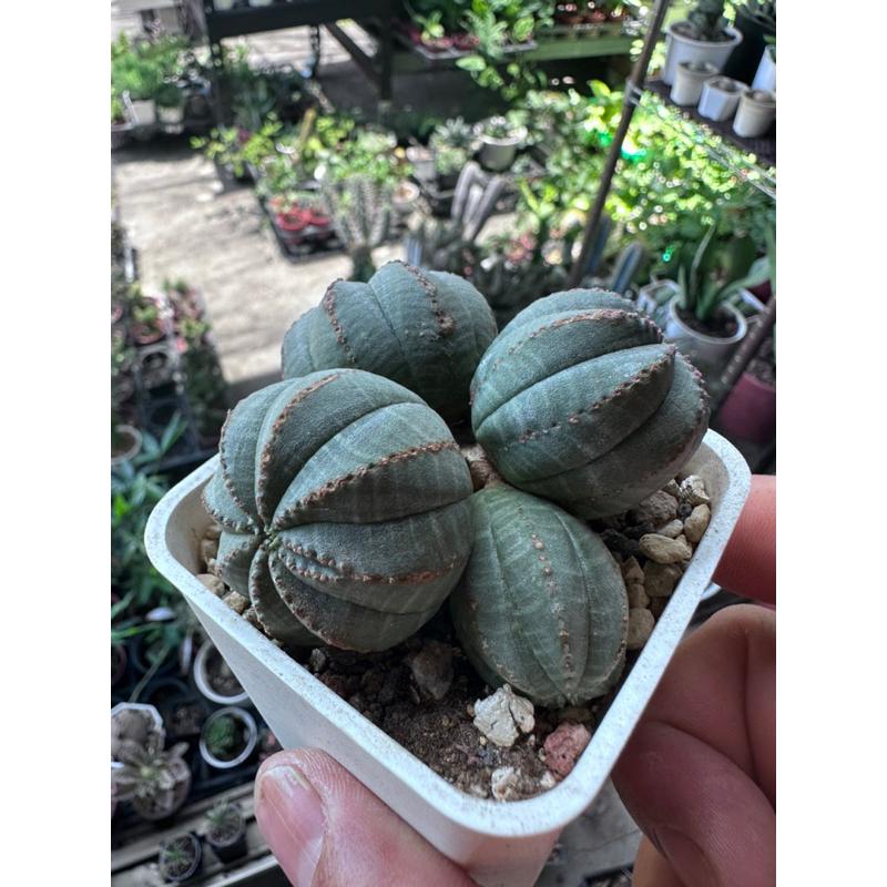 【外星人的植物園】群生布紋球 仙人掌 虎尾蘭 龍舌蘭 塊根 大戟 盆栽 植物 現貨【滿額免運】-細節圖2