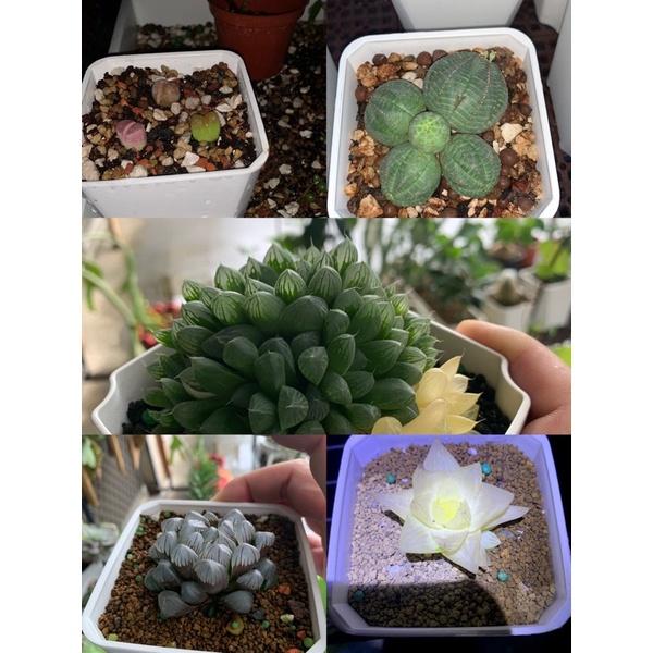 【外星人的植物園】多肉介質新手套餐 赤玉土+培養土介質+發泡煉石現貨【滿額免運】介質 火山石 配方比例 發泡煉石-細節圖4