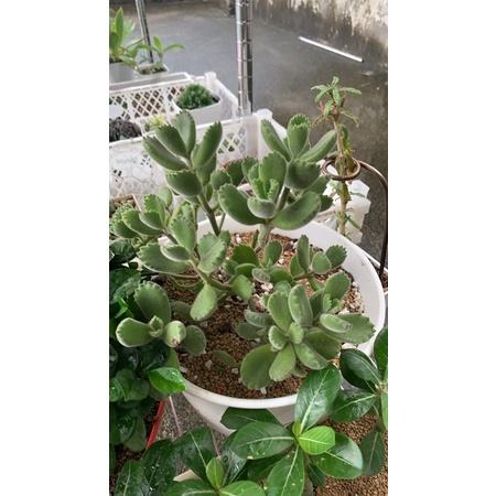 【外星人的植物園】多肉介質新手套餐 赤玉土+培養土介質+發泡煉石現貨【滿額免運】介質 火山石 配方比例 發泡煉石-細節圖5