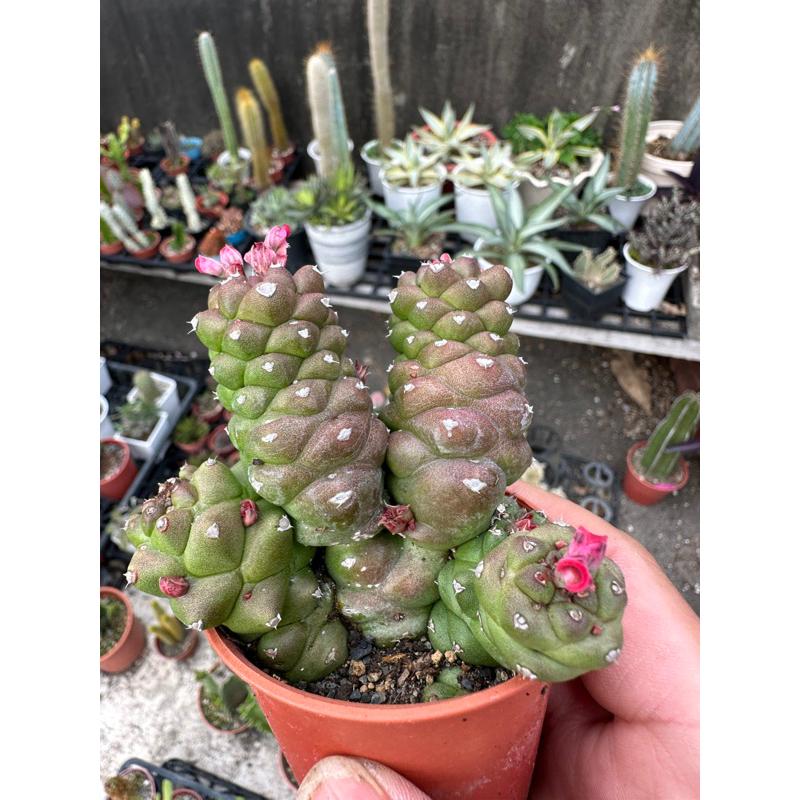 現貨【滿額免運】將軍閣 大戟。多肉植物 【外星人的植物園】-細節圖2