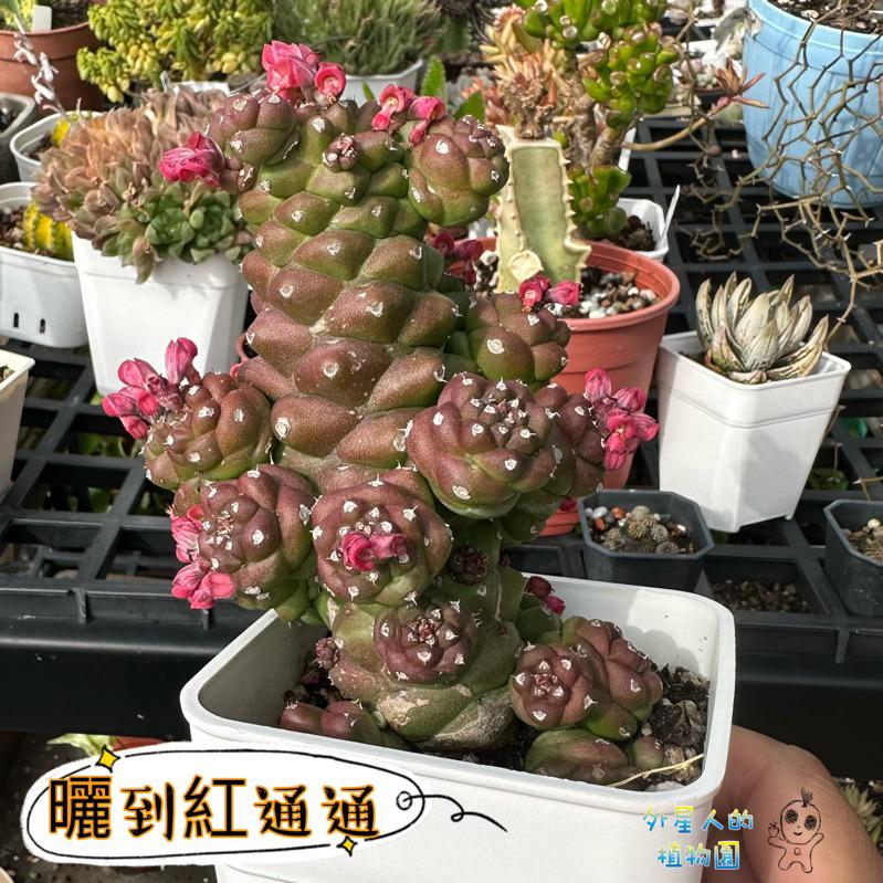 現貨【滿額免運】將軍閣 大戟。多肉植物 【外星人的植物園】-細節圖3