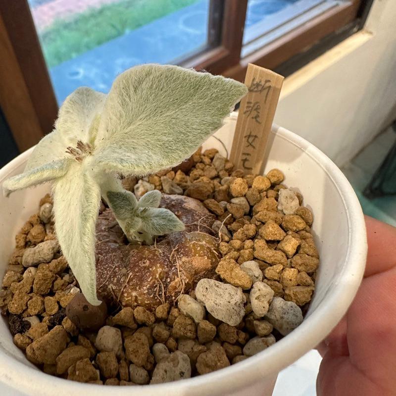 現貨【滿額免運】斷崖女王 銀白色絨毛葉 多肉植物 塊莖 懶人植物 療癒 【外星人的植物園】 非洲菫 岩桐花-細節圖2