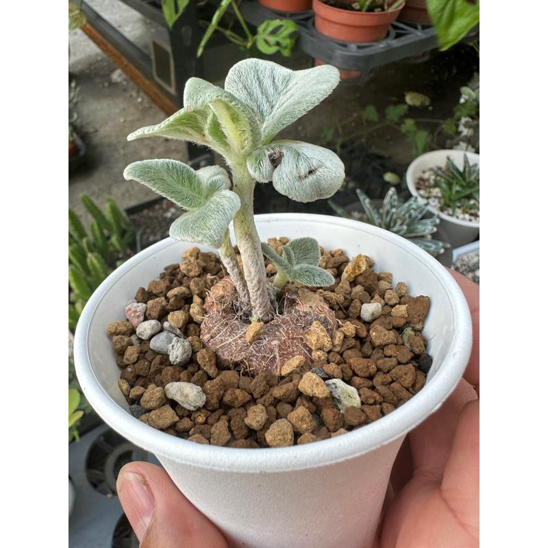 現貨【滿額免運】斷崖女王 銀白色絨毛葉 多肉植物 塊莖 懶人植物 療癒 【外星人的植物園】 非洲菫 岩桐花-細節圖3