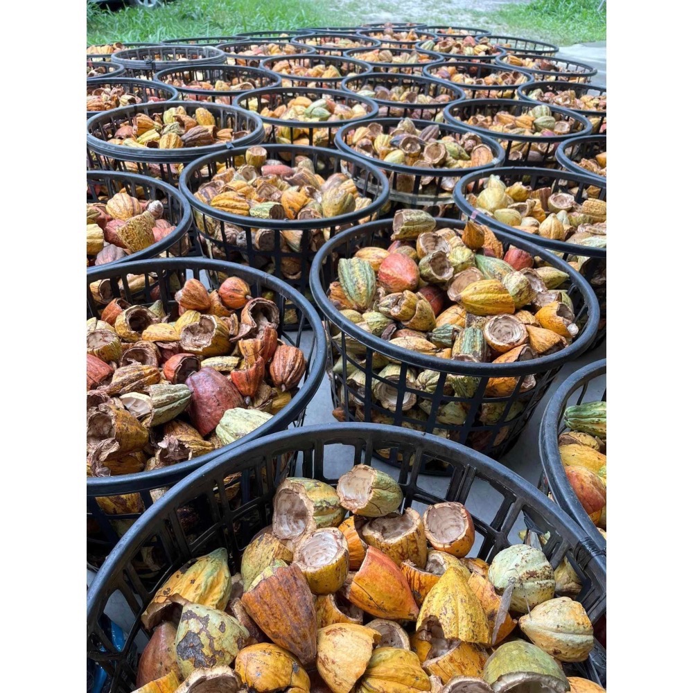 屏東內埔 天然85%巧克力磚-細節圖2