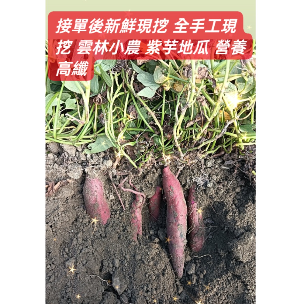 雲林小農自種紫地瓜 七斤小包裝 小家庭最愛 營養高纖-細節圖3