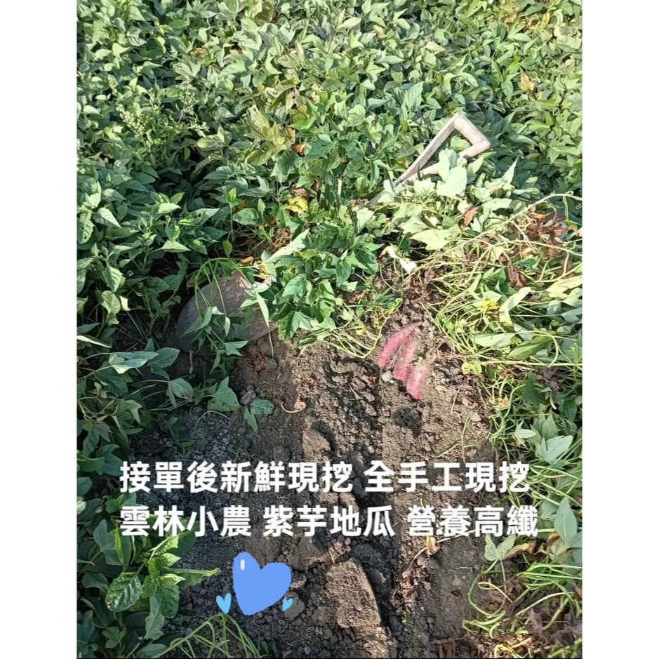 雲林小農自種紫地瓜 七斤小包裝 小家庭最愛 營養高纖-細節圖6