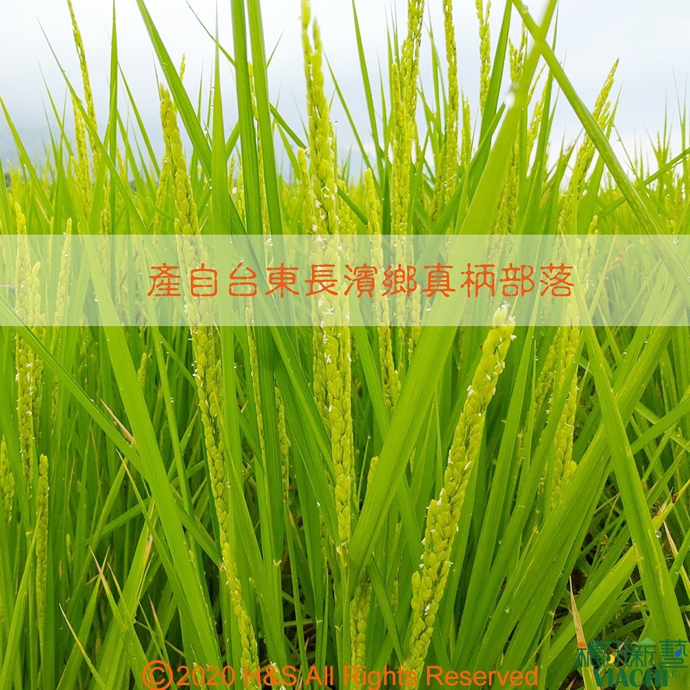 【穠研薪藝】台東長濱天癒五生胚芽米2包組(1.8公斤/包)-細節圖8