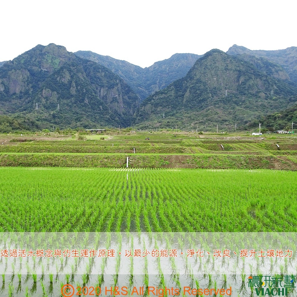 【穠研薪藝】台東長濱天癒五生胚芽米2包組(1.8公斤/包)-細節圖9