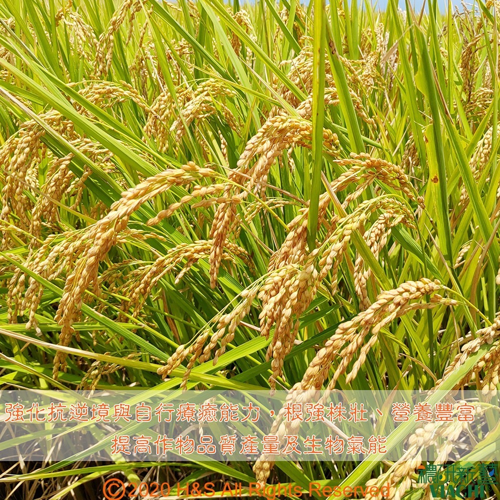 【穠研薪藝】台東長濱天癒五生白米胚芽任選2包組(3公斤/包)-細節圖10