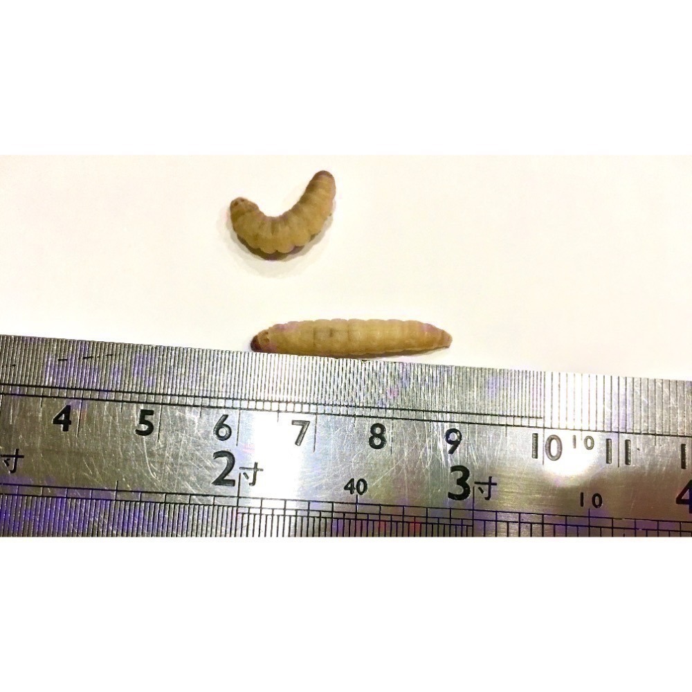 【果果實驗室】 爆漿蠟蟲飼料專賣 蜜袋鼯 守宮 變色龍 綠繡眼 小鳥 專用 蠟蛾幼蟲 巢蟲 蜂蜜蟲 大蠟蛾-細節圖2