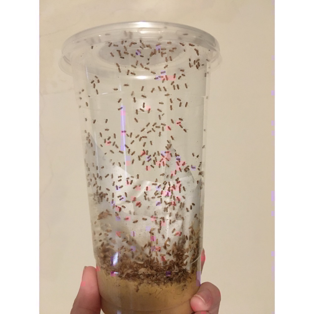 【果果實驗室】果蠅杯 無翅果蠅 殘翅果蠅 黑色大果蠅 純果蠅培養基 果蠅專用飼料 螳螂 跳蛛專用飼料-細節圖3
